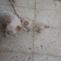 یک طوله سگ پامرروباهی سایز سفر خیلی بازیگوش|سگ|زابل, |دیوار