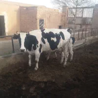 دوعدد گاو شیری هلشتاین و یک عدد گوساله ماده|حیوانات مزرعه|دشتابی, |دیوار