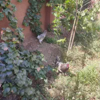 فروش تخم نطفه دار