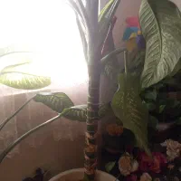 این گل از ۳ سال دارم دیگه نمیخوامش|گل و گیاه طبیعی|تهران, سردارجنگل|دیوار