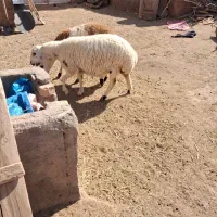 دوتا بره ماده جنس دار خشکل|حیوانات مزرعه|تربت‌حیدریه, چهارراه خواف|دیوار