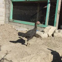 بچه و فریح لاری در سلماس|حیوانات مزرعه|خوی, |دیوار