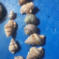 صدف خیلی تمیز خوشگل مخصوص اکواریوم