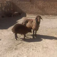 قوچ‌همو‌۴دوندان
