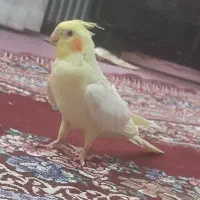 عروس هلندی ماده|پرنده|سهند, |دیوار