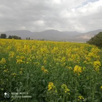 2000متر-باغ-حاشیه-راه-دشت-سند-دار-3تومن