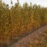 نهال صنوبر نیگرا ترکیه ارسال به تمام نقاط کشور|خدمات باغبانی و درختکاری|فیروزآباد (آذربایجان), |دیوار