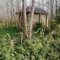 زمین-باغ7700متر-با-صنوبر4ساله-کسما