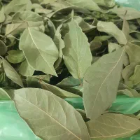 برگ بو تازه