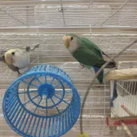 طوطی برزیلی نرو ماده|پرنده|رشت, نامجو|دیوار