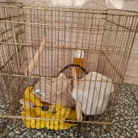 قفس پرنده