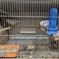 مولد راهب سفید آبی