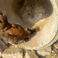 دو عدد مرغ کرچ درجه یک با جوجه