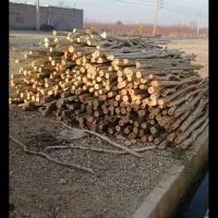 هاچا|گل و گیاه طبیعی|میاندوآب, |دیوار