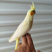 انواع جوجه عروس و جفت های مولد