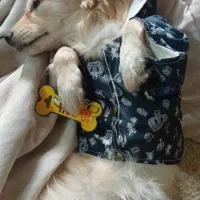 واگزاری سه عدد سگ پاپی