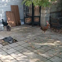 حیوانات مزرعه|حیوانات مزرعه|قائم‌شهر, |دیوار