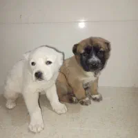 طوله البای|سگ|گنبد کاووس, |دیوار