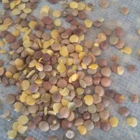 حبوبات تاریخ گذشته و دامی