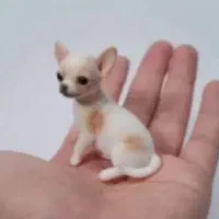 توله شیواوا بند انگشتی دو ماهه فوق‌العاده زیبا