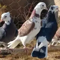 کفتر کفتر بازی