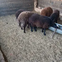 بره نر افشاری پای پروار