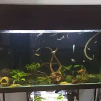 معاوضه اکواریوم