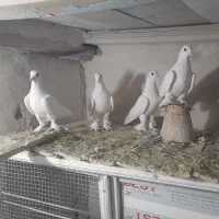 کفتر|پرنده|تبریز, |دیوار