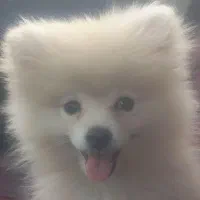 فروش سگ پامرین|سگ|بوئین زهرا, |دیوار