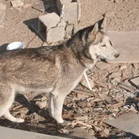 سگ هاسکی|سگ|اصفهان, دنارت|دیوار