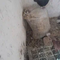 زیل کبوتر یاکوب کفتر
