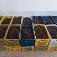 پیارم درجه یک خوب  گوشتی درشت|عمده‌فروشی|جهرم, |دیوار