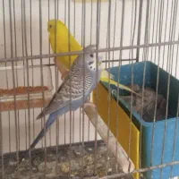 مرغ عشق با ۵عدد جوجه.|پرنده|اهواز, شهرک اکباتان|دیوار