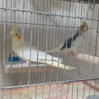 عروس و کوتوله