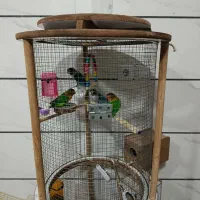 کوتوله برزیلی|پرنده|شاهین‌شهر, نسیم ۵|دیوار