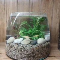 پلنتاریوم(تراریوم آبی) هدیه روز مادر|گل و گیاه طبیعی|قم, انسجام|دیوار