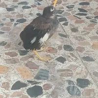 آقا مینا نر اشتی