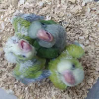 طوطی راهب سرلاکی