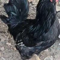 خروس گلین مشکلی|حیوانات مزرعه|الوند, |دیوار