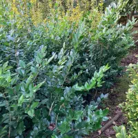 یاس هلندی|گل و گیاه طبیعی|واجارگاه, |دیوار