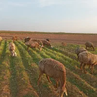 22راس میش جوان 6تازاییده بقیه اوسته جفت 60میلیون|حیوانات مزرعه|تربت جام, میان جام|دیوار