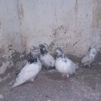 چند عدد کردم سبز بلند کشیده