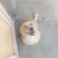 سگ پامر