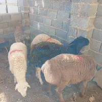 بره جعمی|حیوانات مزرعه|تربت جام, جامرود|دیوار