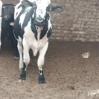 گوساله
