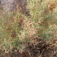خارباختره نرم ودانه دار