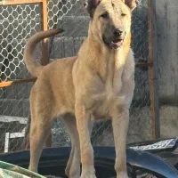 سگ سرابی ماده دو‌ساله و یک‌ساله