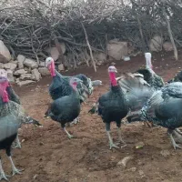 بوقلمون|پرنده|چگنی, |دیوار