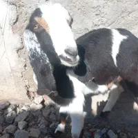 گوسفند|حیوانات مزرعه|ریگان, |دیوار