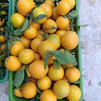 فروش نارنگی وپرتقال تازه چین وشیرین به مقدار محدود|خوردنی و آشامیدنی|واجارگاه, |دیوار